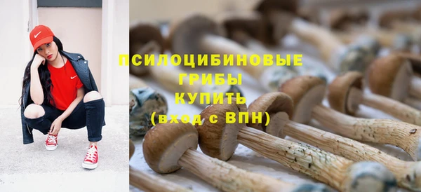 стаф Аркадак